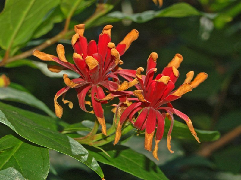 Un arbusto dagli strani fiori - Calycanthus floridus